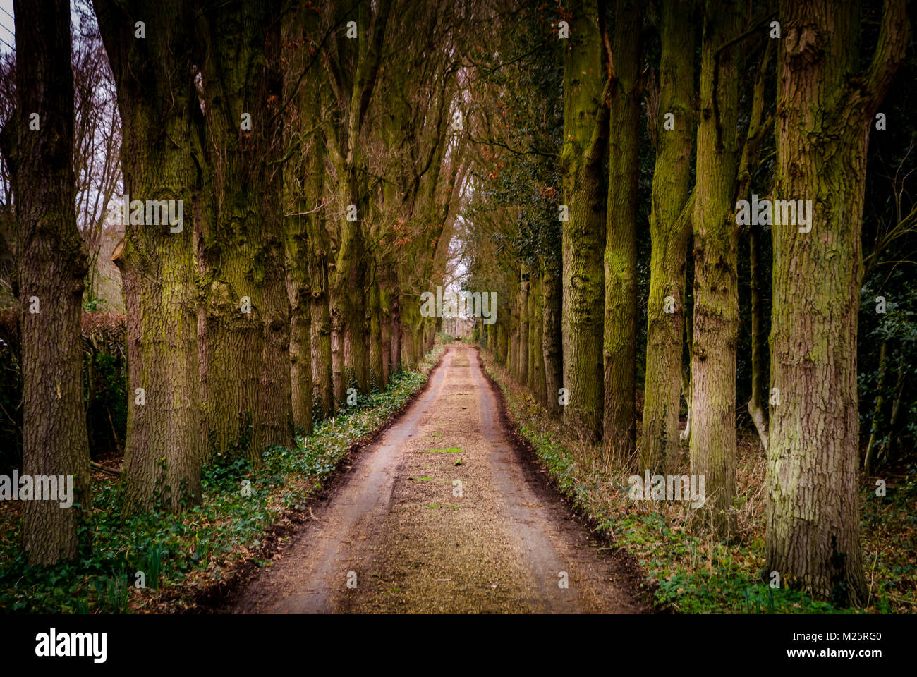 Albero bellissimo percorso di tunnel nelle vicinanze Uffington nel Regno Unito durante una passeggiata invernale Foto Stock