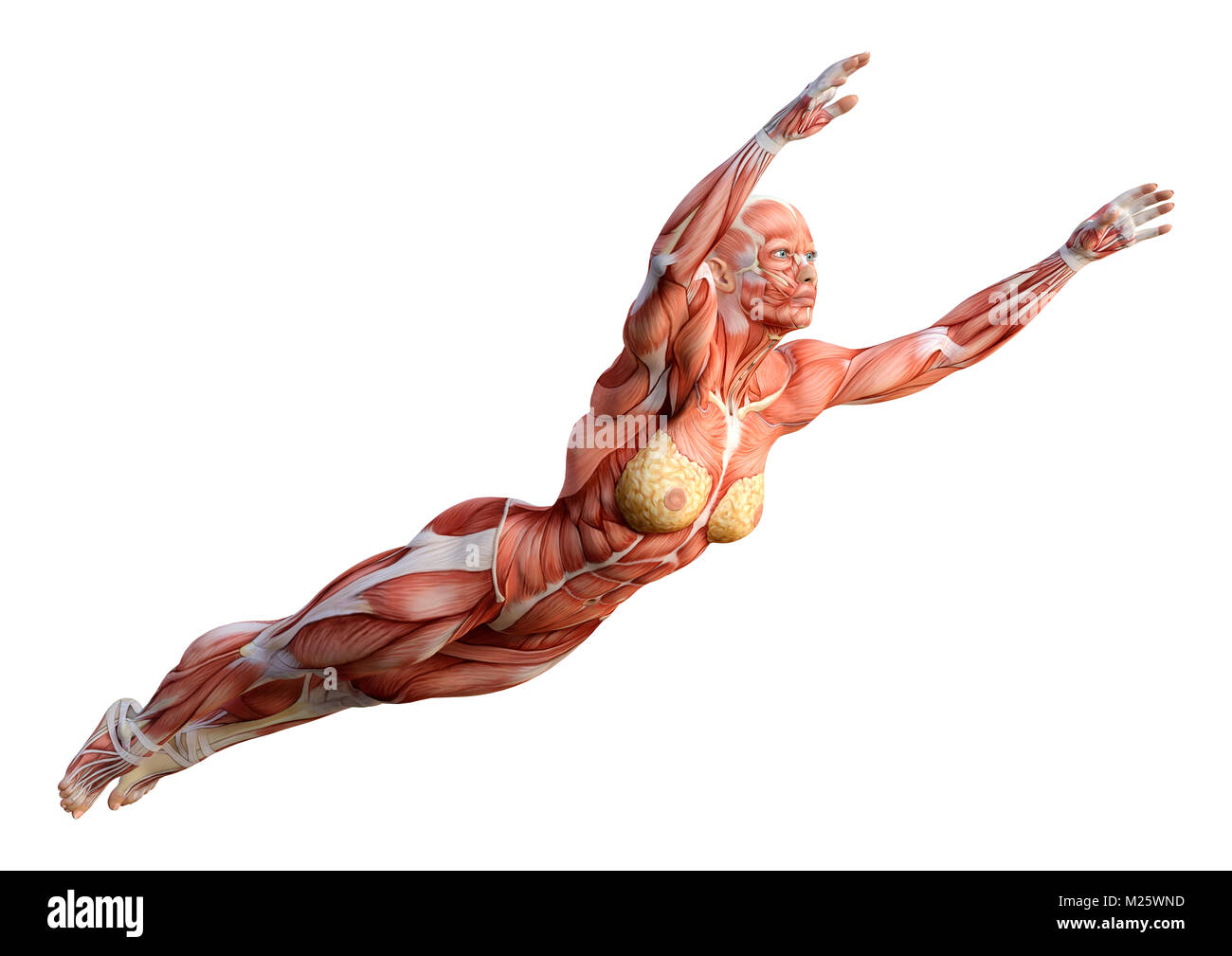 3D rendering di una figura femminile con le mappe del muscolo isolato su sfondo bianco Foto Stock
