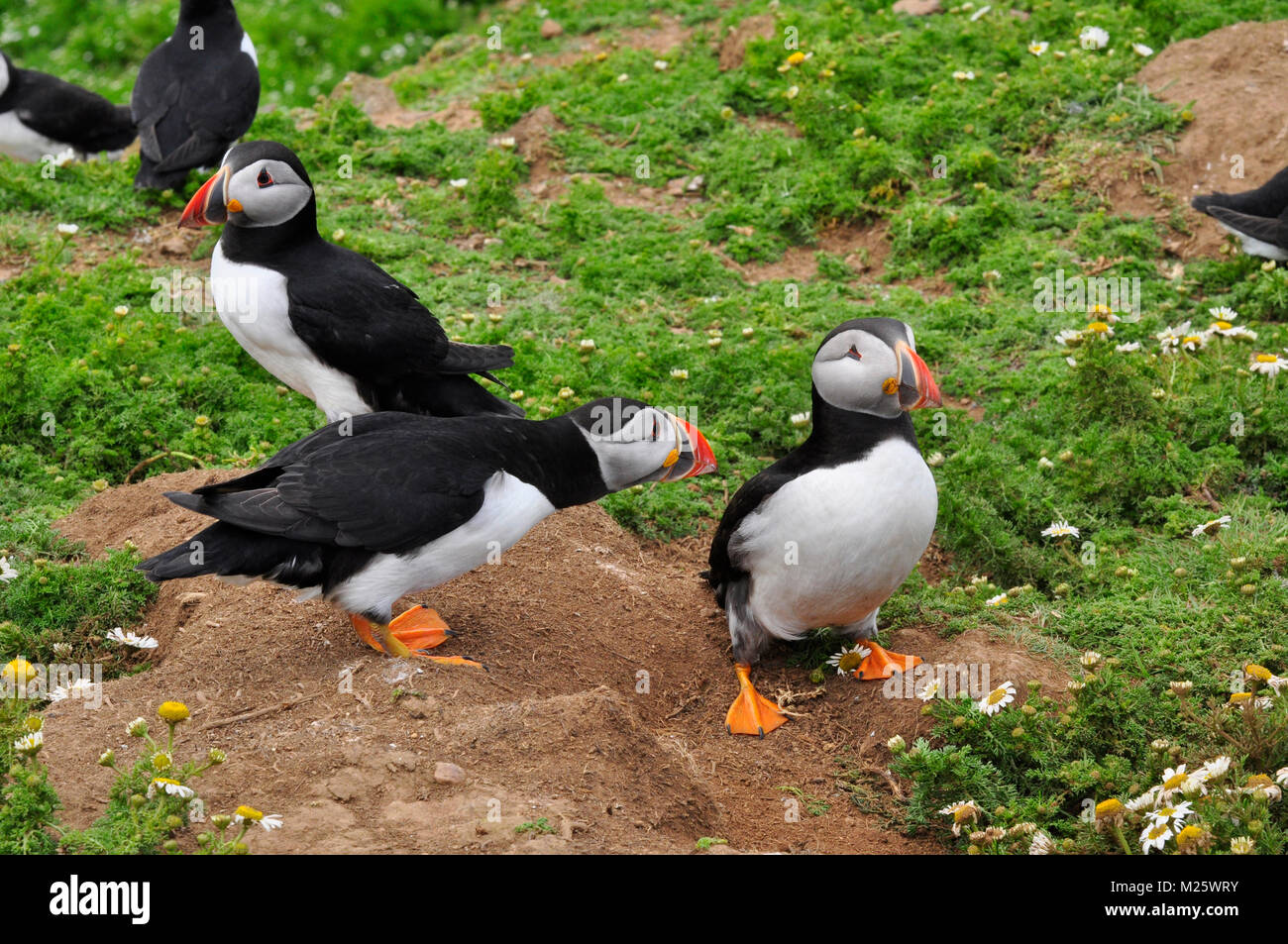Puffin 'Fratercula arctica'sostenendo al di fuori burrow tra mayweed sull isola Skomer off Il Pembrokeshire Coast.Wales, Regno Unito Foto Stock