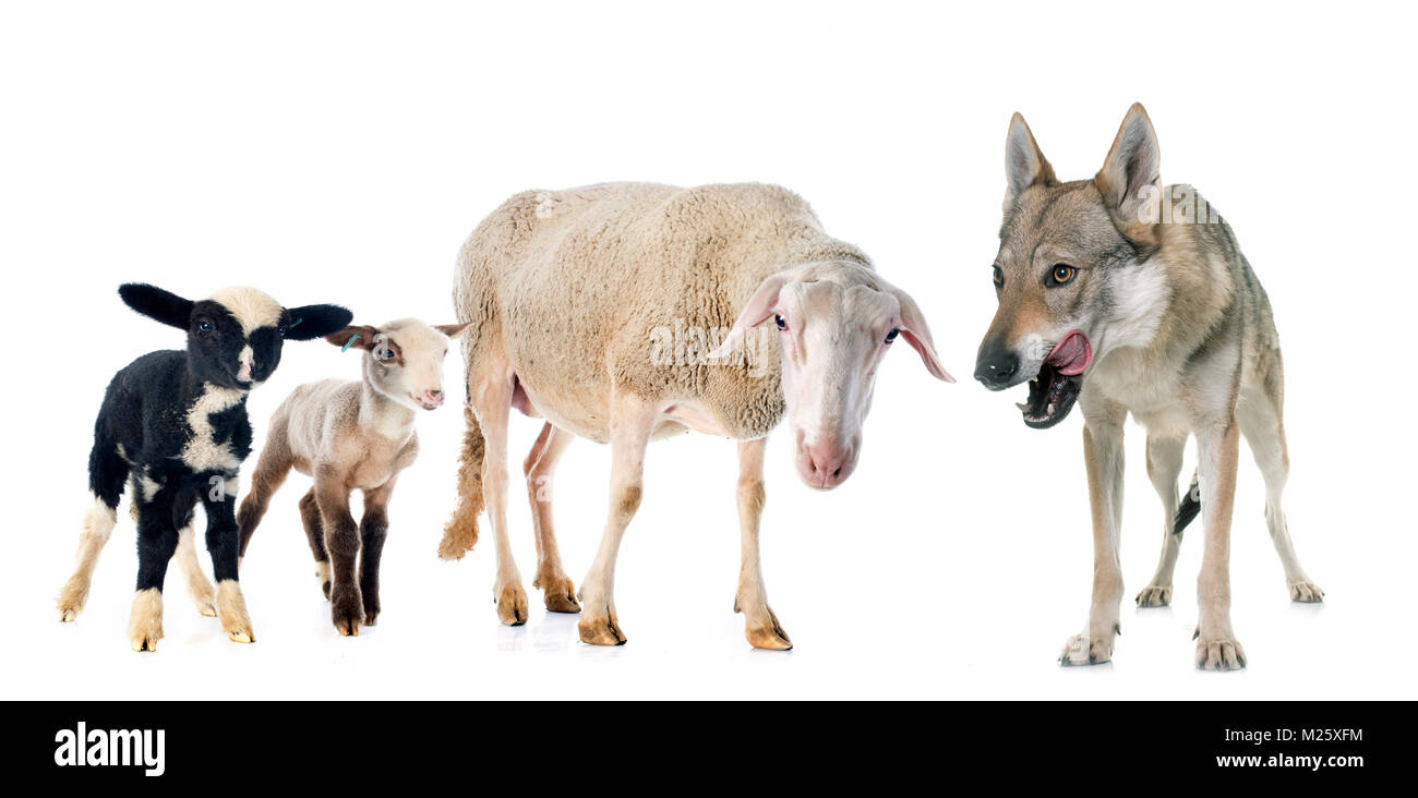 Pecora adulta, agnelli e wolf davanti a uno sfondo bianco Foto Stock