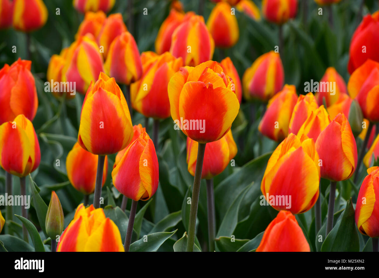 Blooming tulip campo di tulipani arancione, regione Bollenstreek, Paesi Bassi Foto Stock