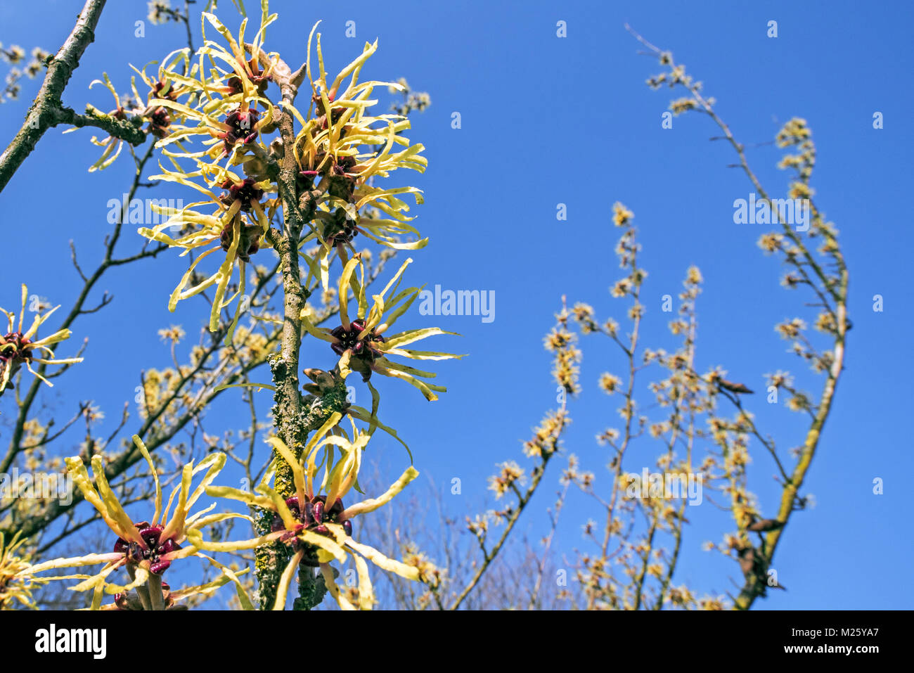 Hybrid amamelide (Hamamelis × intermedia) pallida, Arbusti decidui che mostra i fiori gialli in inverno / primavera Foto Stock