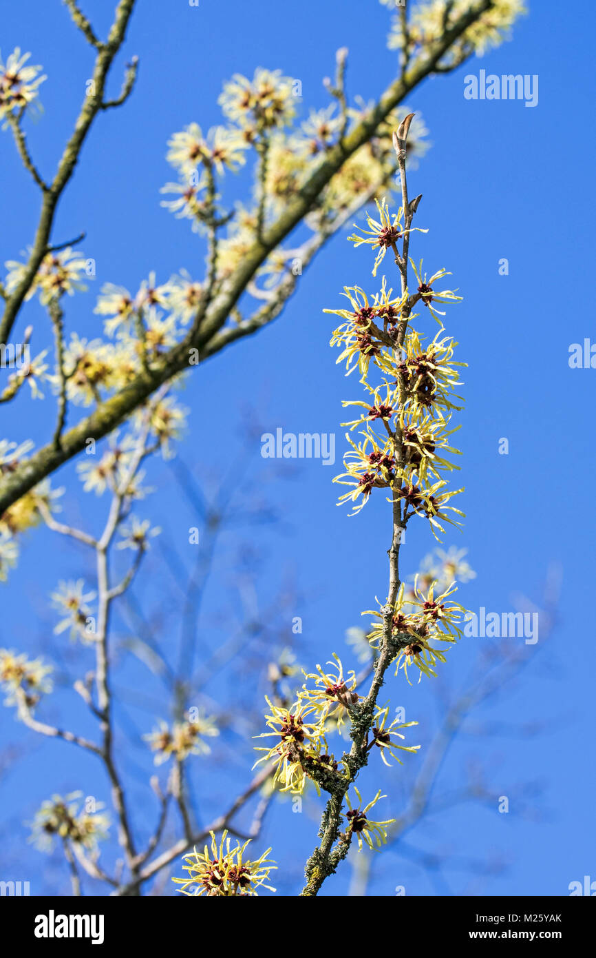 Hybrid amamelide (Hamamelis × intermedia) pallida, Arbusti decidui che mostra i fiori gialli in inverno / primavera Foto Stock