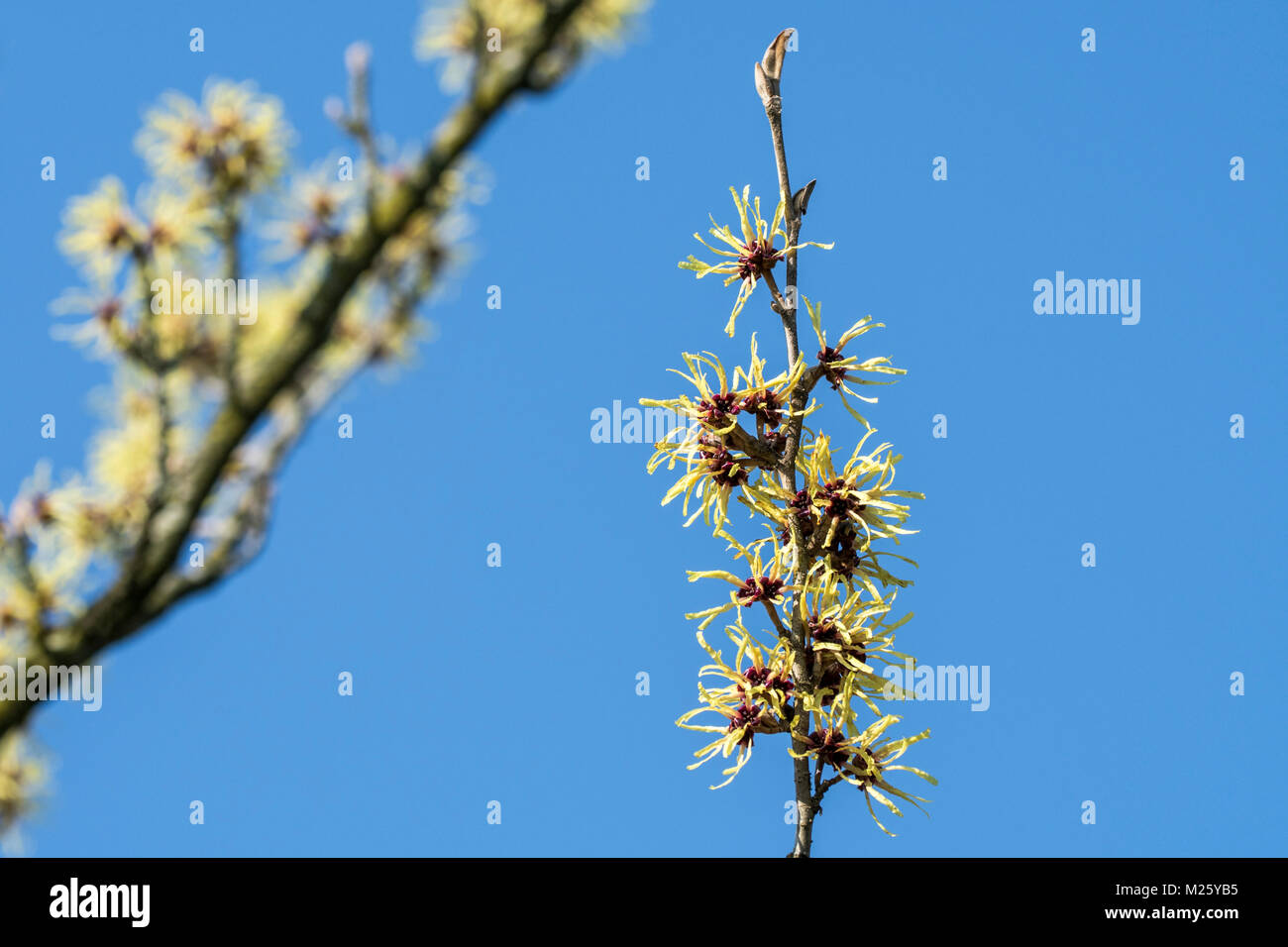 Hybrid amamelide (Hamamelis × intermedia) pallida, Arbusti decidui che mostra i fiori gialli in inverno / primavera Foto Stock