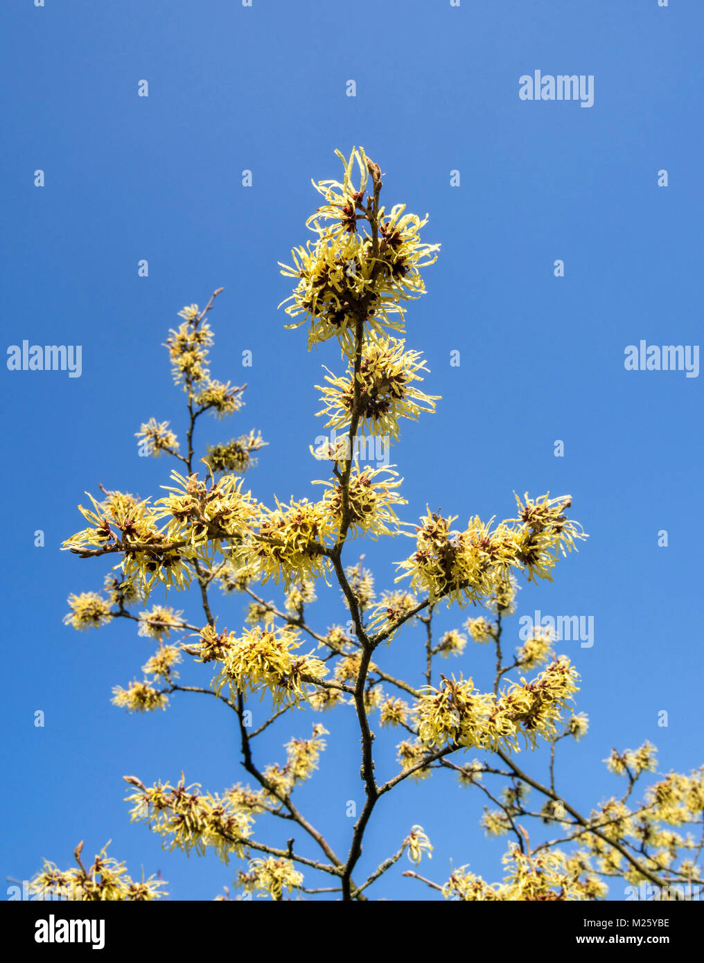 Hybrid amamelide (Hamamelis × intermedia) pallida, Arbusti decidui che mostra i fiori gialli in inverno / primavera Foto Stock