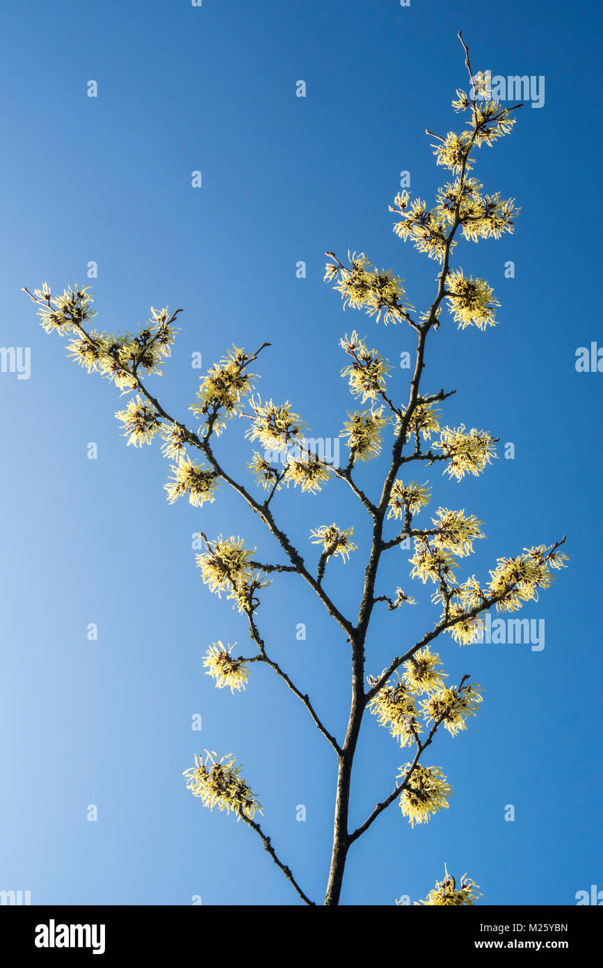 Hybrid amamelide (Hamamelis × intermedia) pallida, Arbusti decidui che mostra i fiori gialli in inverno / primavera Foto Stock