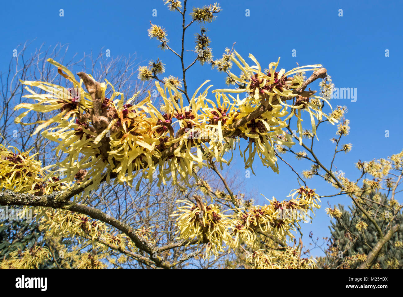 Hybrid amamelide (Hamamelis × intermedia) pallida, Arbusti decidui che mostra i fiori gialli in inverno / primavera Foto Stock