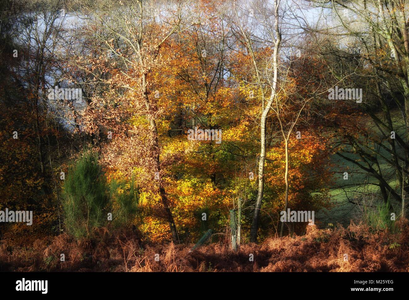 Colori autunnali in Cumbria Foto Stock