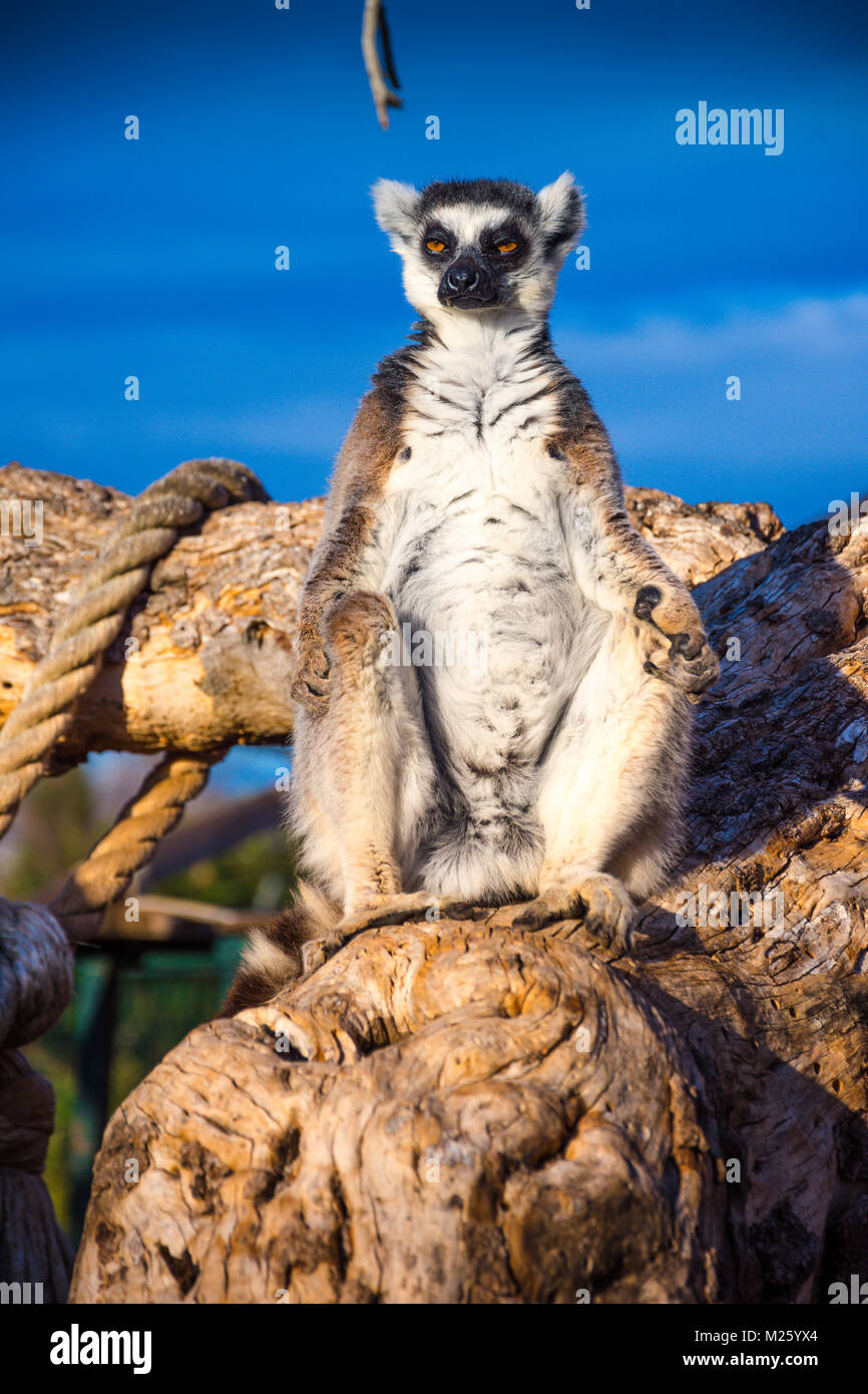 Anello di cute-tailed lemur silhouette su un albero. Foto Stock