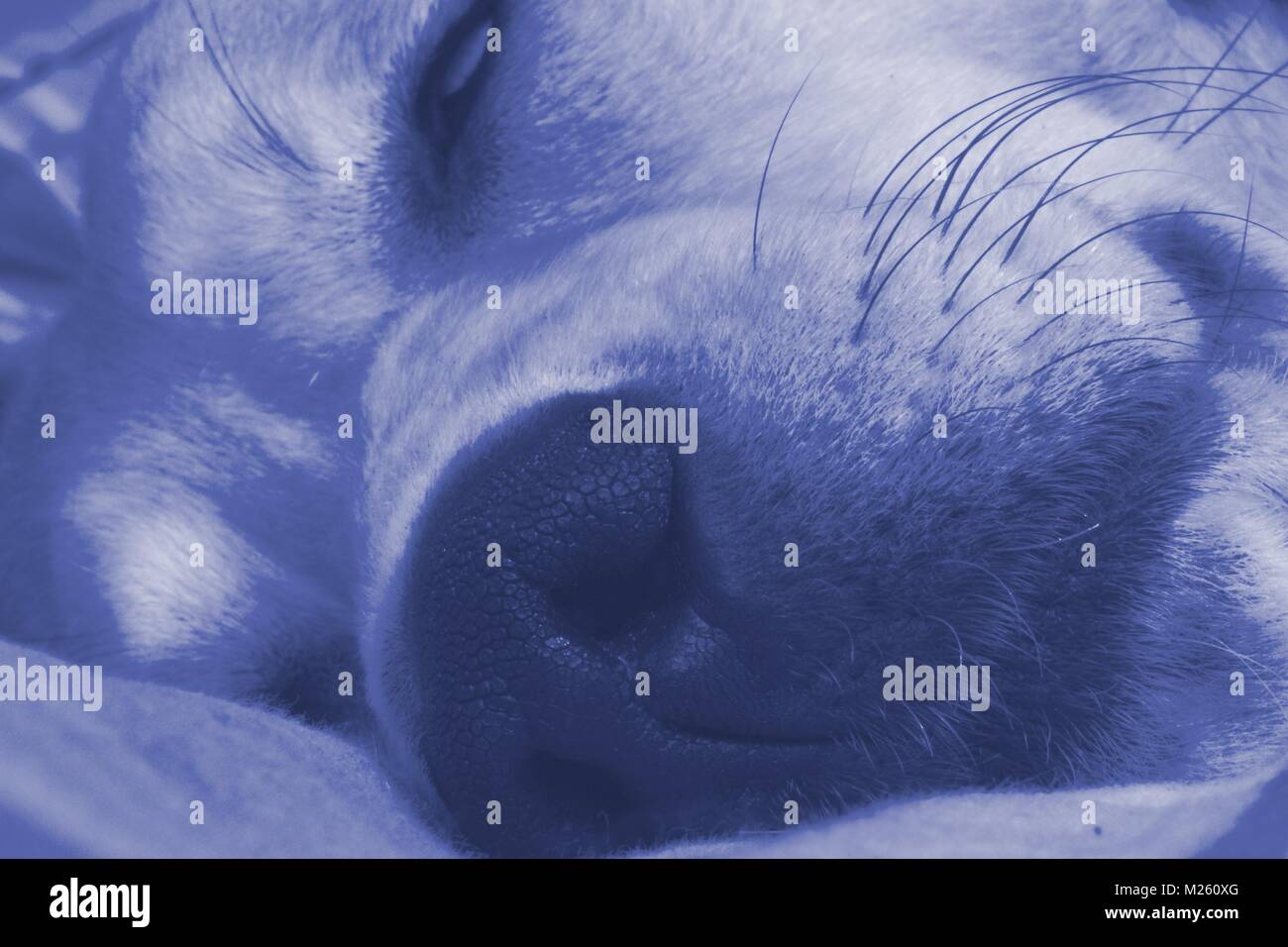 Immagine ravvicinata di sleeping dog Foto Stock