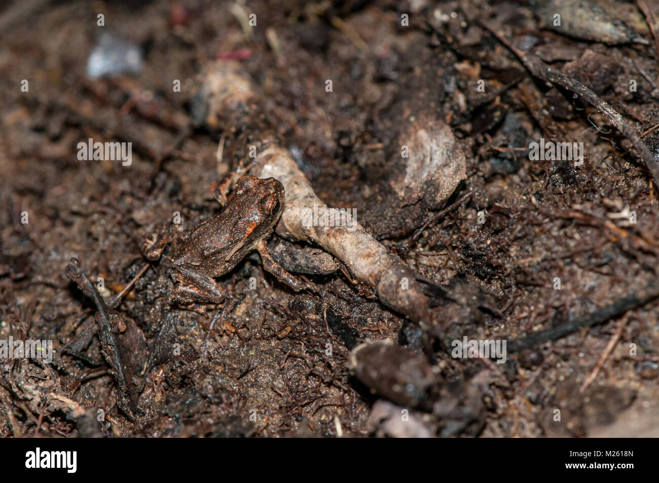 Piccoli comuni ostetrica toad (Alytes obstetricans obstetricans) mimetizzata sulla foresta, terra di Banyoles, Catalogna, Spagna Foto Stock