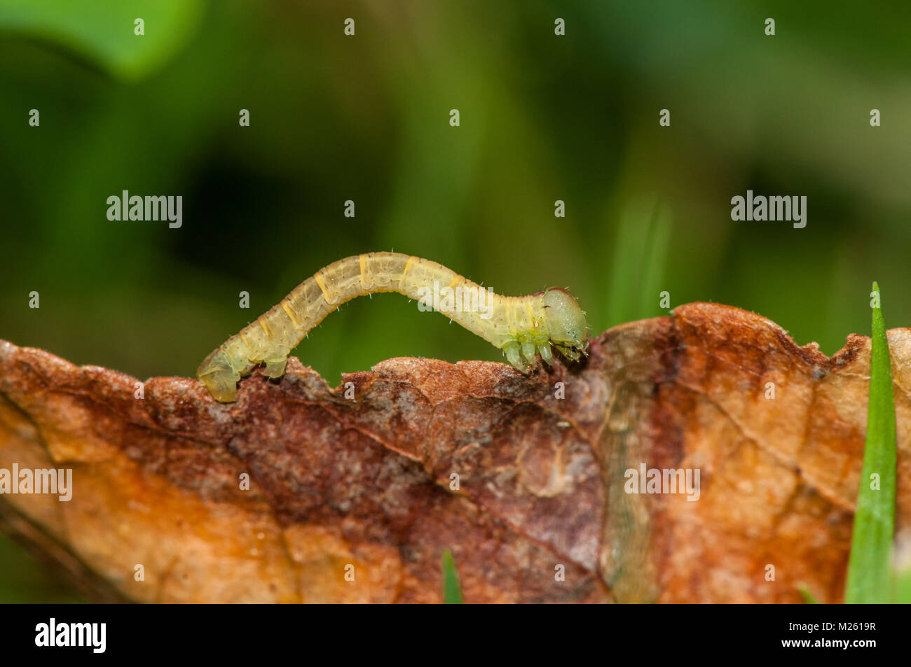 Caterpillar sulla parte superiore di una foglia di Banyoles, Catalogna, Spagna Foto Stock