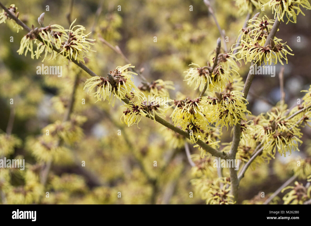 Hamamelis x intermedia 'Pallida'. Amamelide fiori. Foto Stock