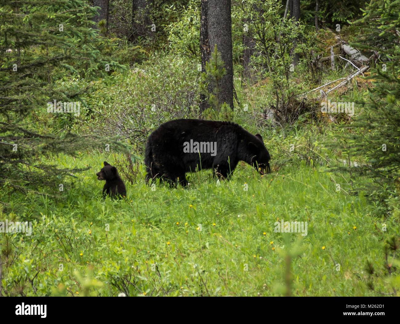 Black Bear e Cub Foto Stock