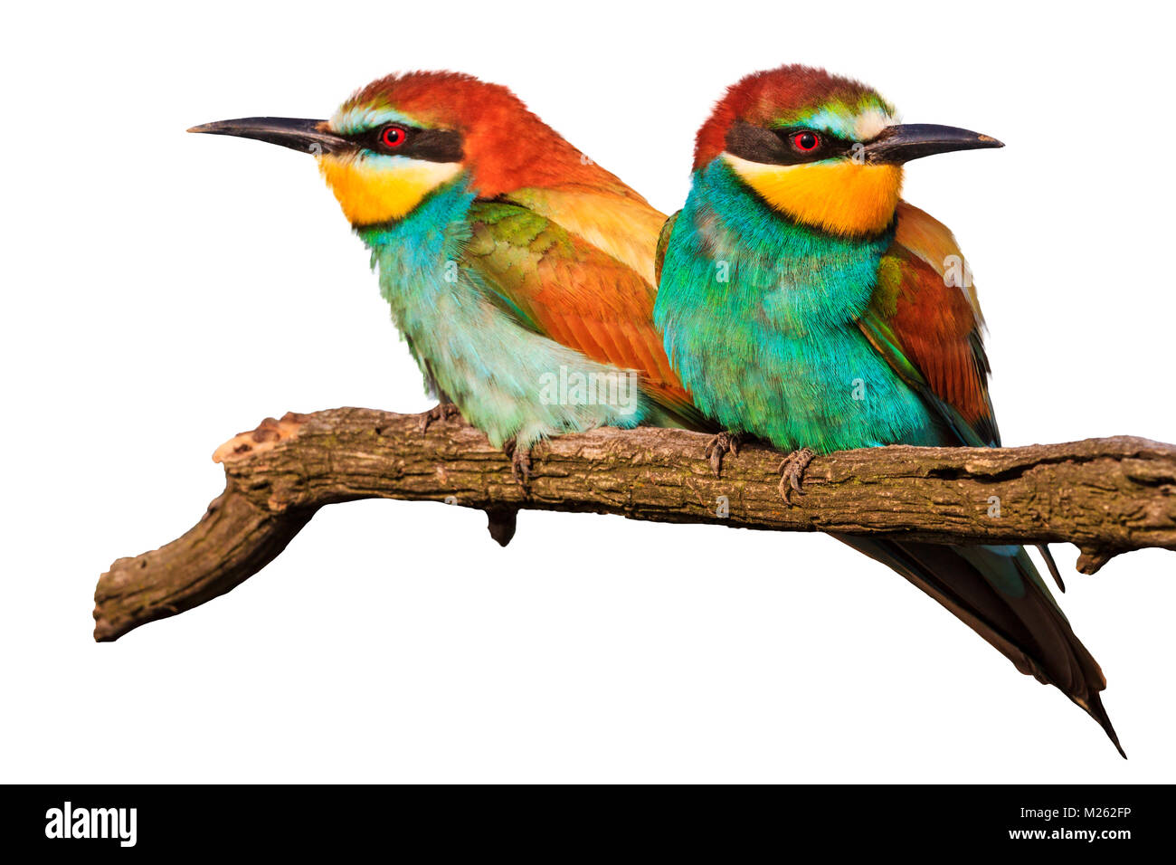 Coppia amorosa di uccelli su un isolamento bianco , amore e colori brillanti Foto Stock