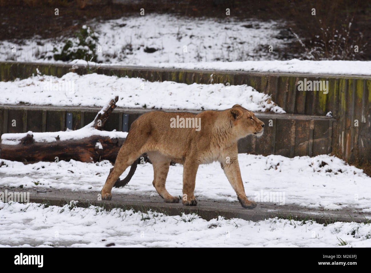 Madrid, Spagna. 05 feb 2018. Un leone asiatico (Panthera leo leo) sorge nella neve a zoo di Madrid. Credito: Jorge Sanz/Pacific Press/Alamy Live News Foto Stock