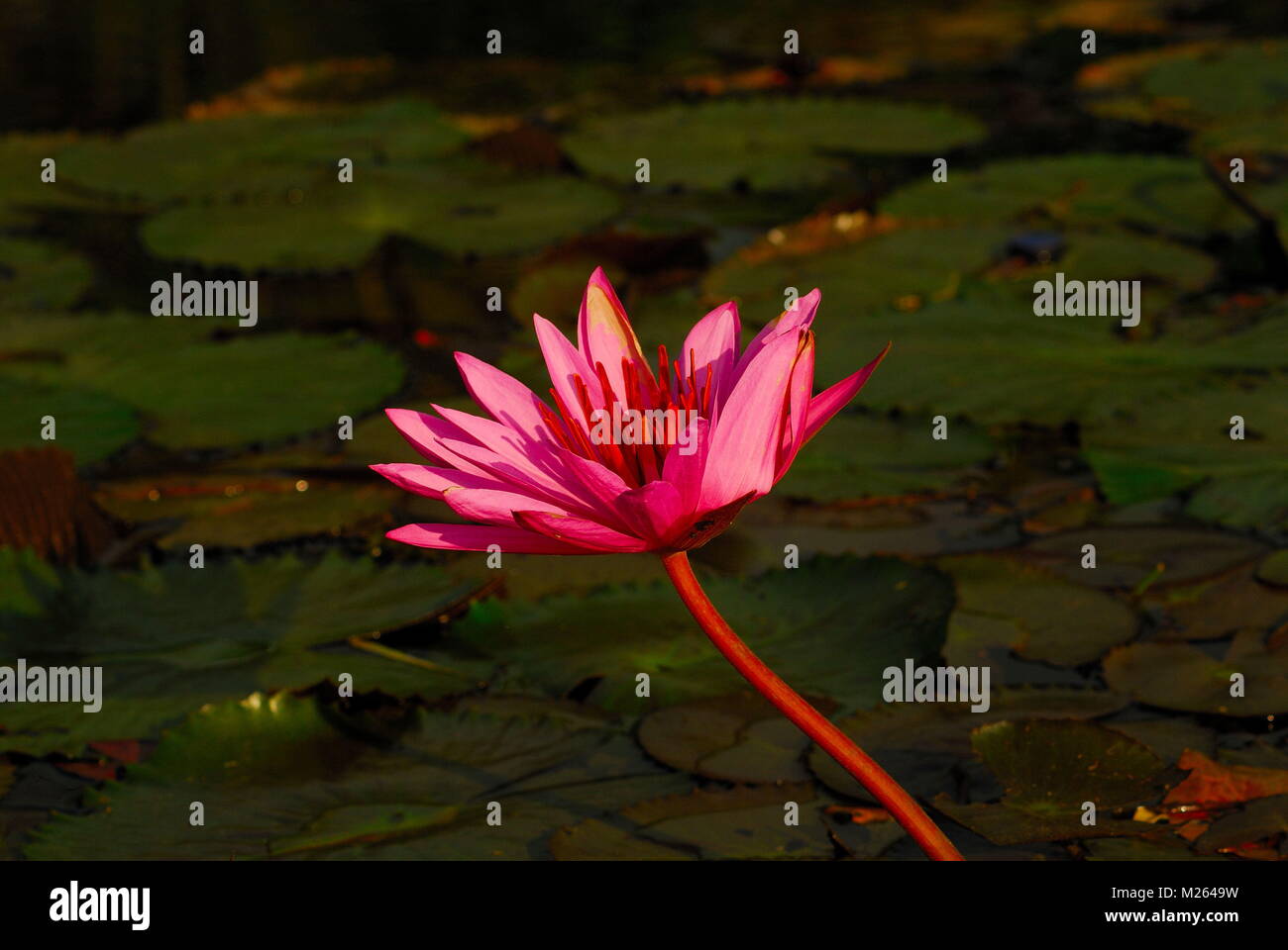 Indonesia. 05 feb 2018. Il lotus è costituito da circa 50 specie sparsi tra i tropici e le regioni subtropicali del mondo. La lotus cresciuto nei tropichi proviene dall'Egitto Credito: Sabirin Manurung/Pacific Press/Alamy Live News Foto Stock