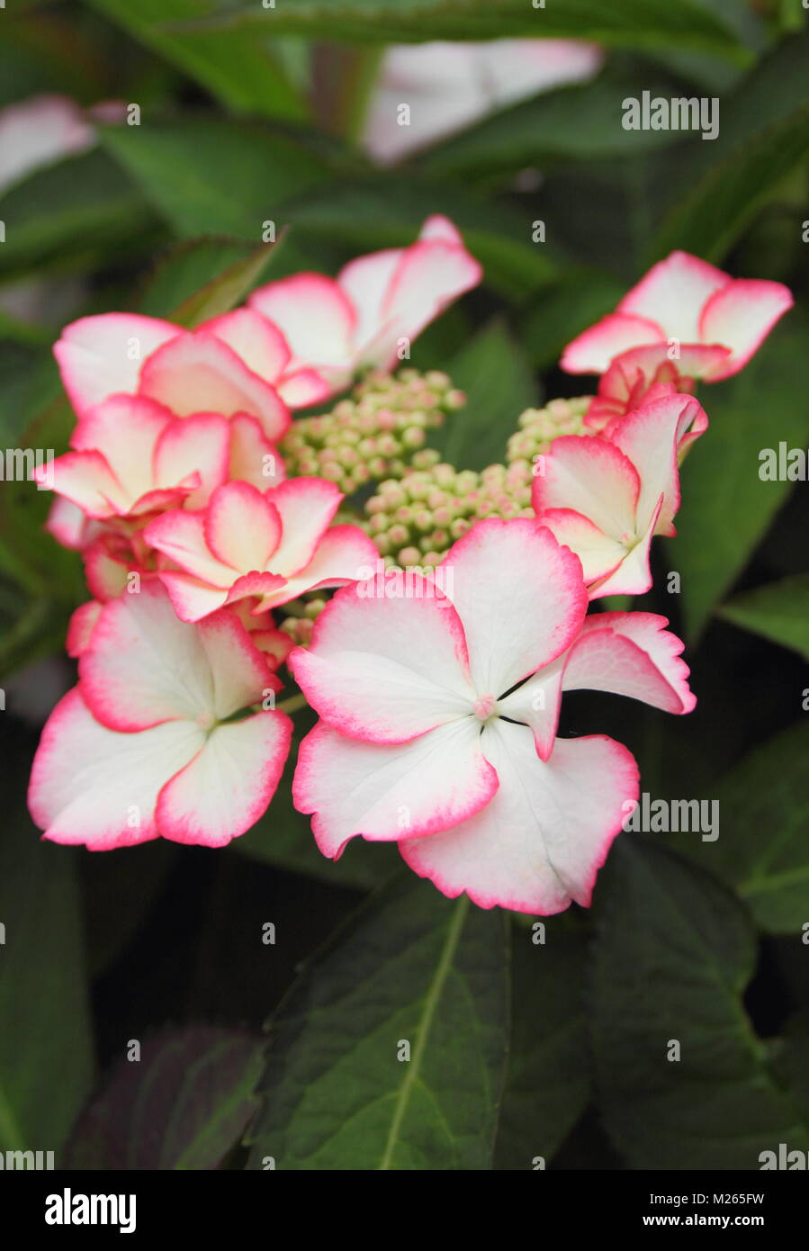 Hydrangea macrophylla 'amore Ti bacio', un lacecap hydrangea, nel giardino inglese di frontiera, tarda estate, REGNO UNITO Foto Stock