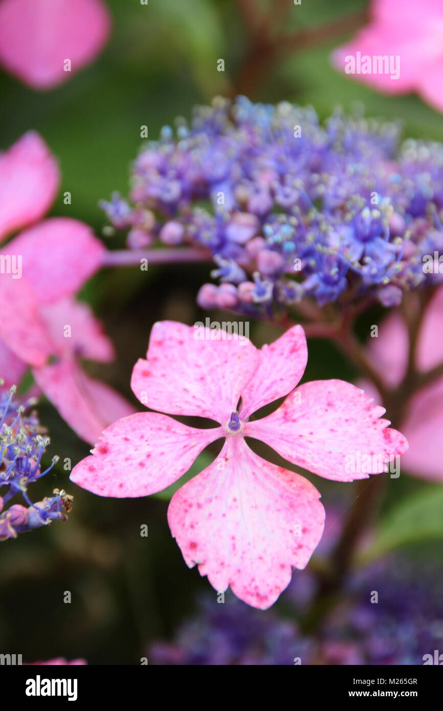 Hydrangea macrophylla 'ariesii Lilacina', un lacecap ortensie in fiore in un giardino inglese confine in estate (agosto), UK. Modulo Gas Anestetici Foto Stock