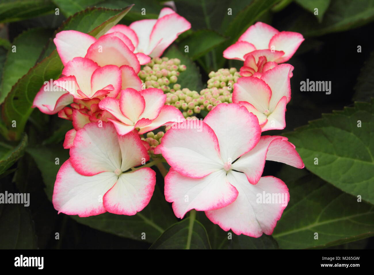 Hydrangea macrophylla 'amore Ti bacio', un lacecap hydrangea, nel giardino inglese di frontiera, tarda estate, REGNO UNITO Foto Stock