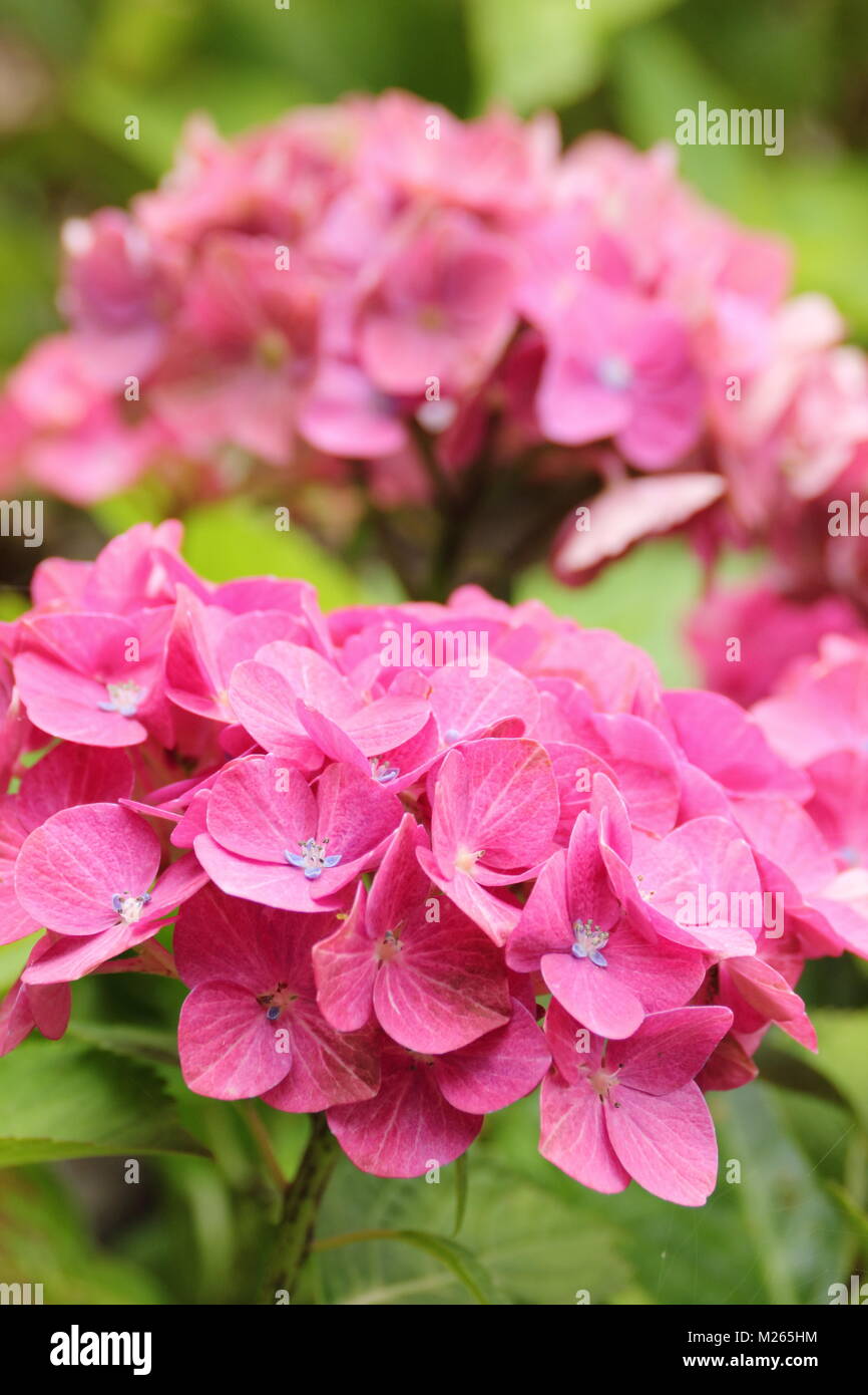 Hydrangea macrophylla 'Magical Greenfire' in fiore giardino DEL REGNO UNITO Foto Stock