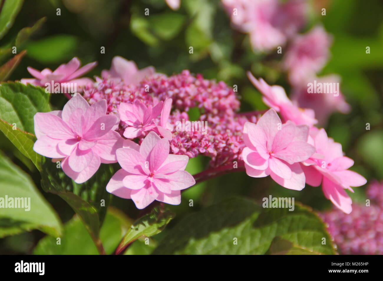 Hydrangea macrophylla 'hamrock' in fiore, REGNO UNITO Foto Stock