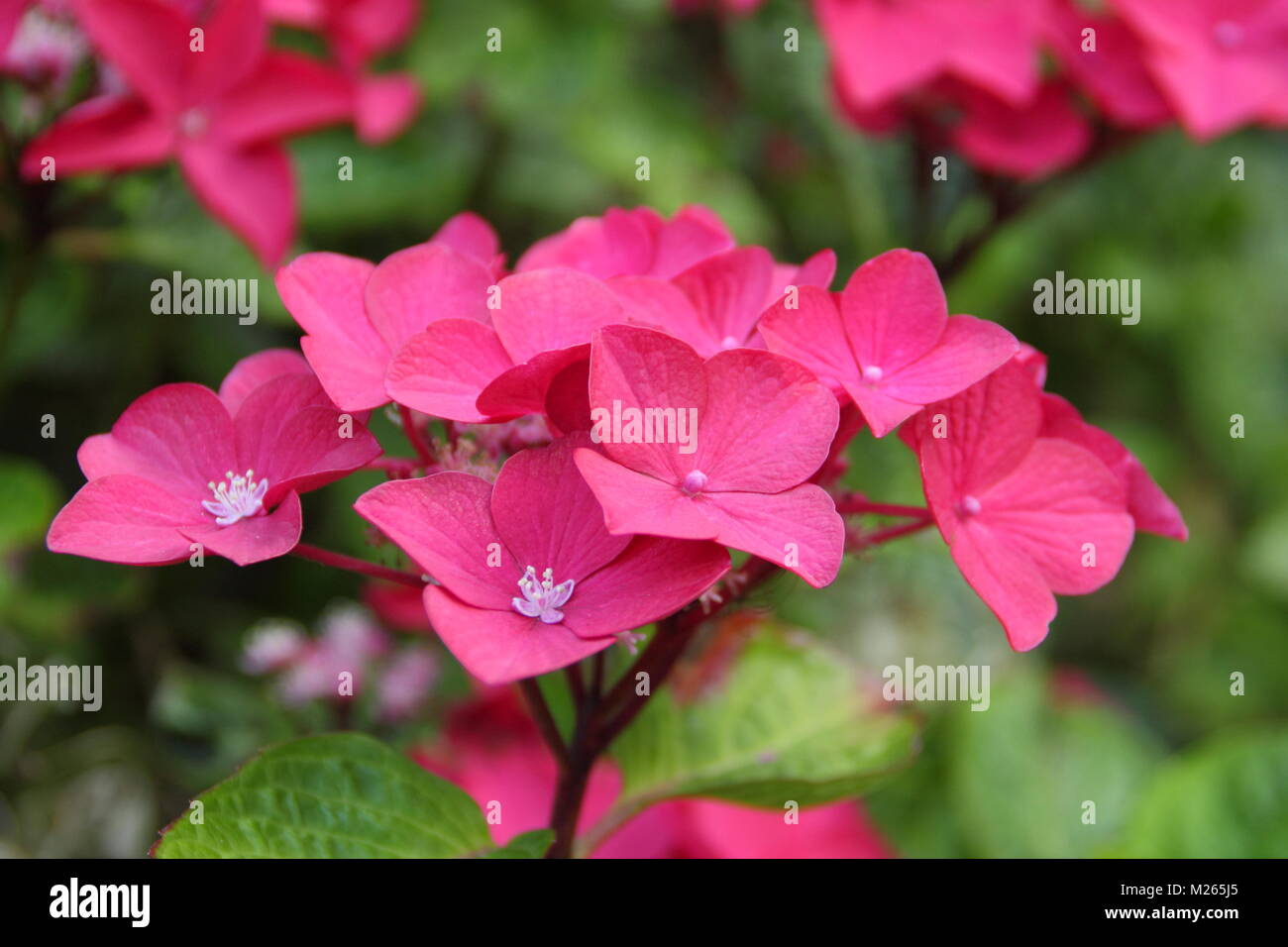 Hydrangea macrophylla 'Lady in Red', in fiore giardino DEL REGNO UNITO Foto Stock