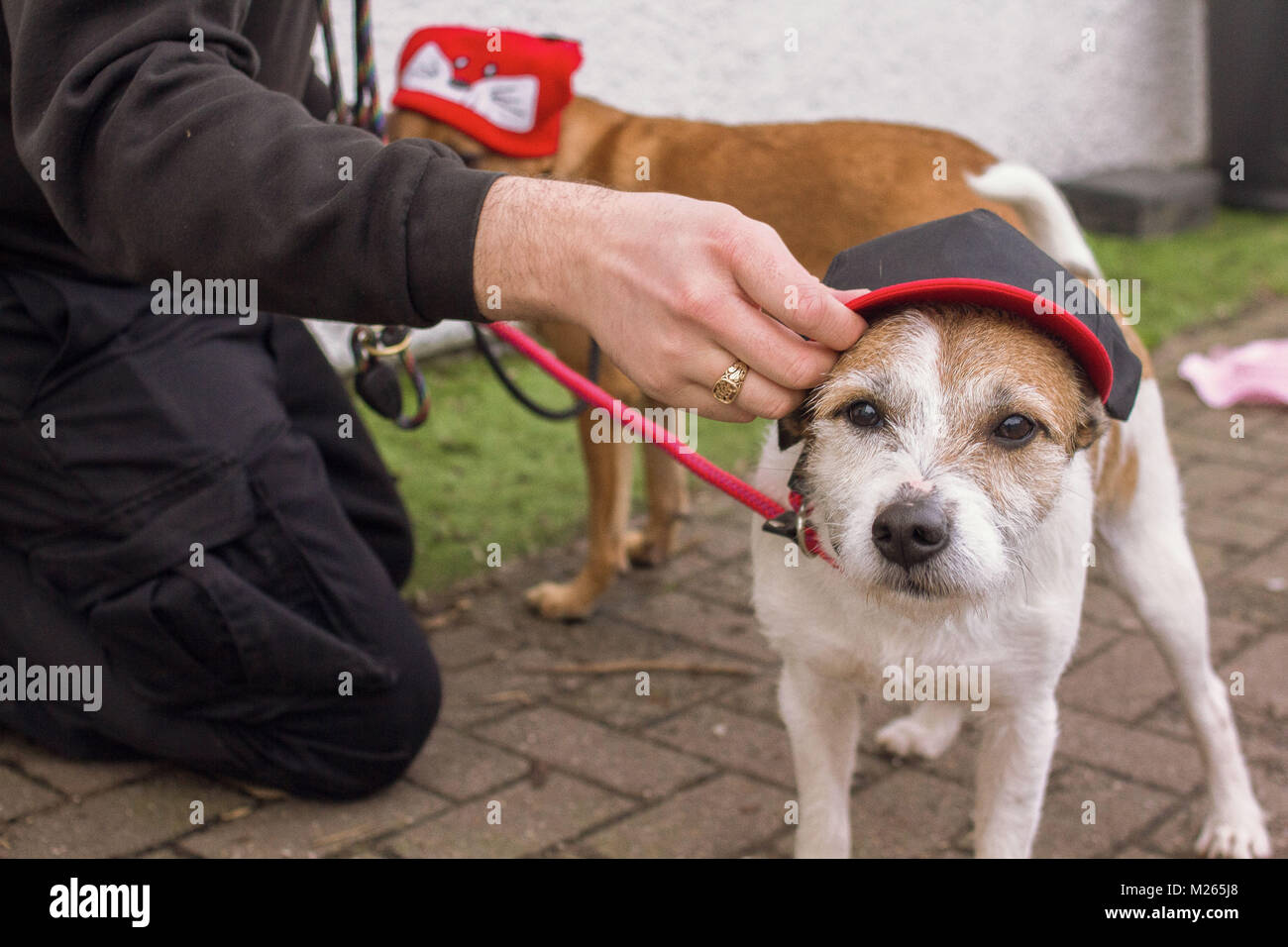 2 cani di salvataggio da parte di amici del ricovero per cani, Winson e Bander con volontari Dale Kitch, 25, nazionali in materia di vestire il vostro animale domestico al giorno. Foto Stock