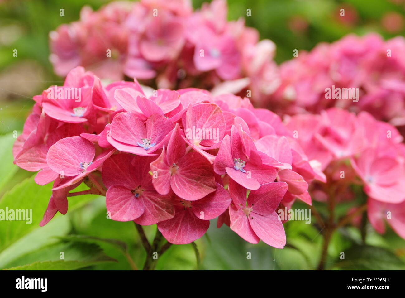 Hydrangea macrophylla 'Magical Greenfire' in fiore giardino DEL REGNO UNITO Foto Stock