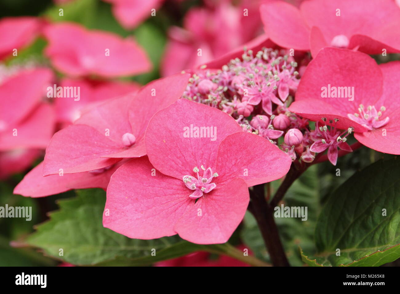 Hydrangea macrophylla 'Rotdrossel' (Teller serie), chiamato anche "Teller rosso',in fiore giardino DEL REGNO UNITO Foto Stock