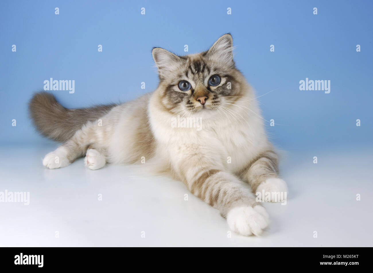 Seal tabby point birman cat Foto Stock