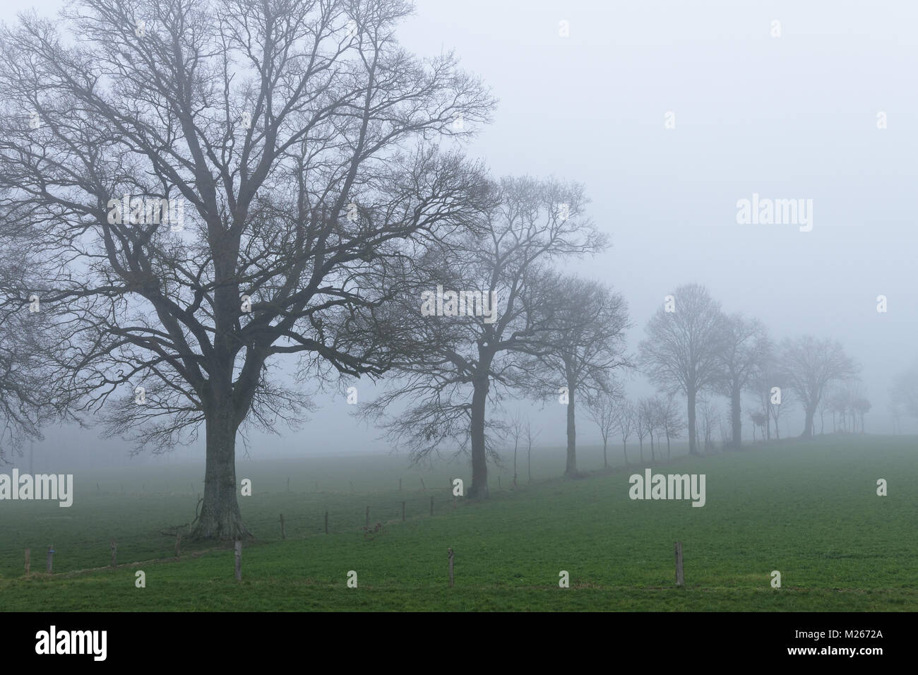 Campagna nella nebbia, prato con una siepe di alberi (nord Mayenne, Pays de la Loire, Francia). Foto Stock