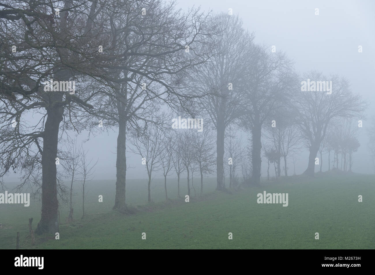 Campagna nella nebbia, prato con una siepe di alberi (nord Mayenne, Pays de la Loire, Francia). Foto Stock