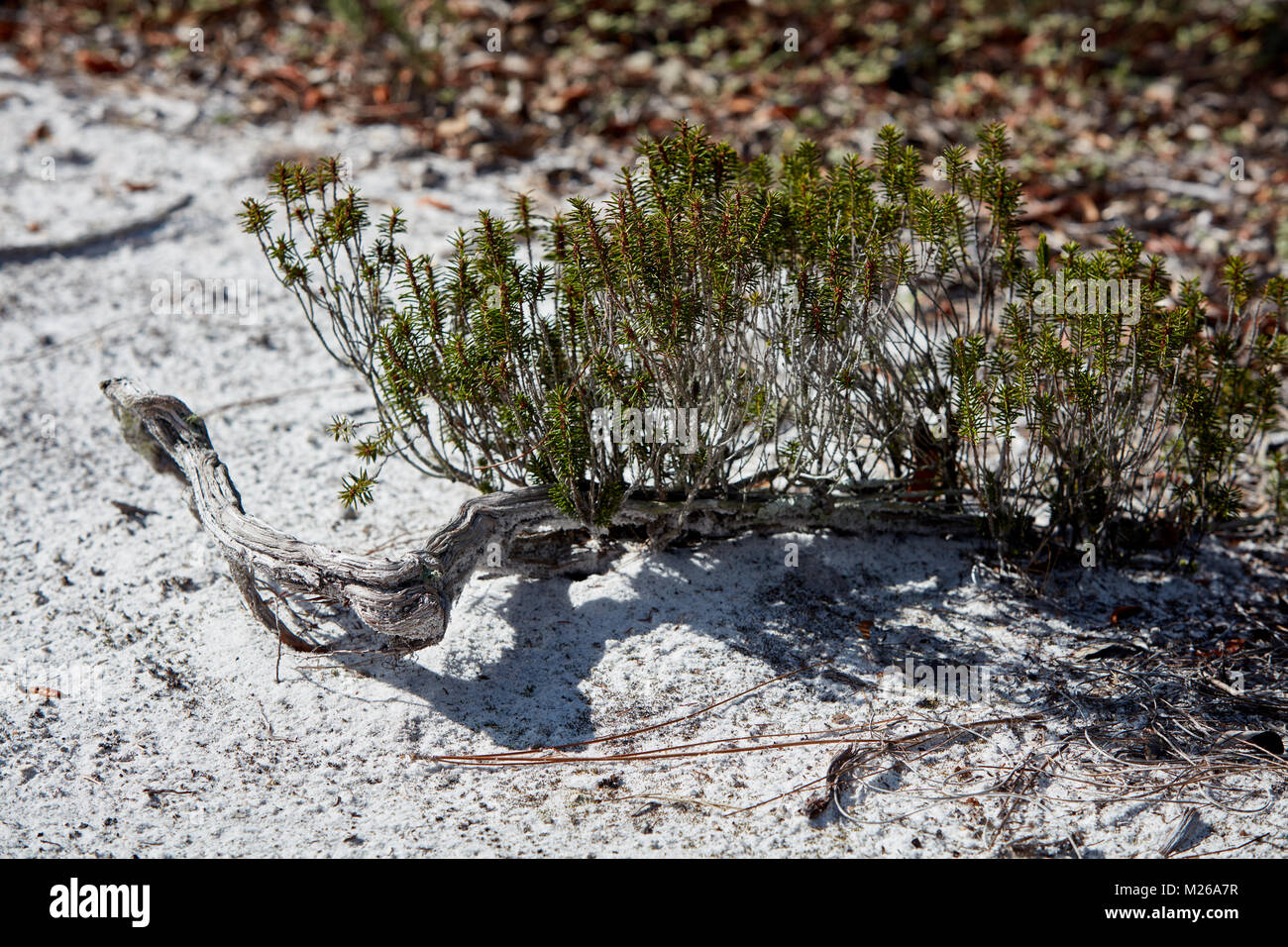 Nuovi rami di sempreverdi crescente da una radice esposta nella sabbia Foto Stock