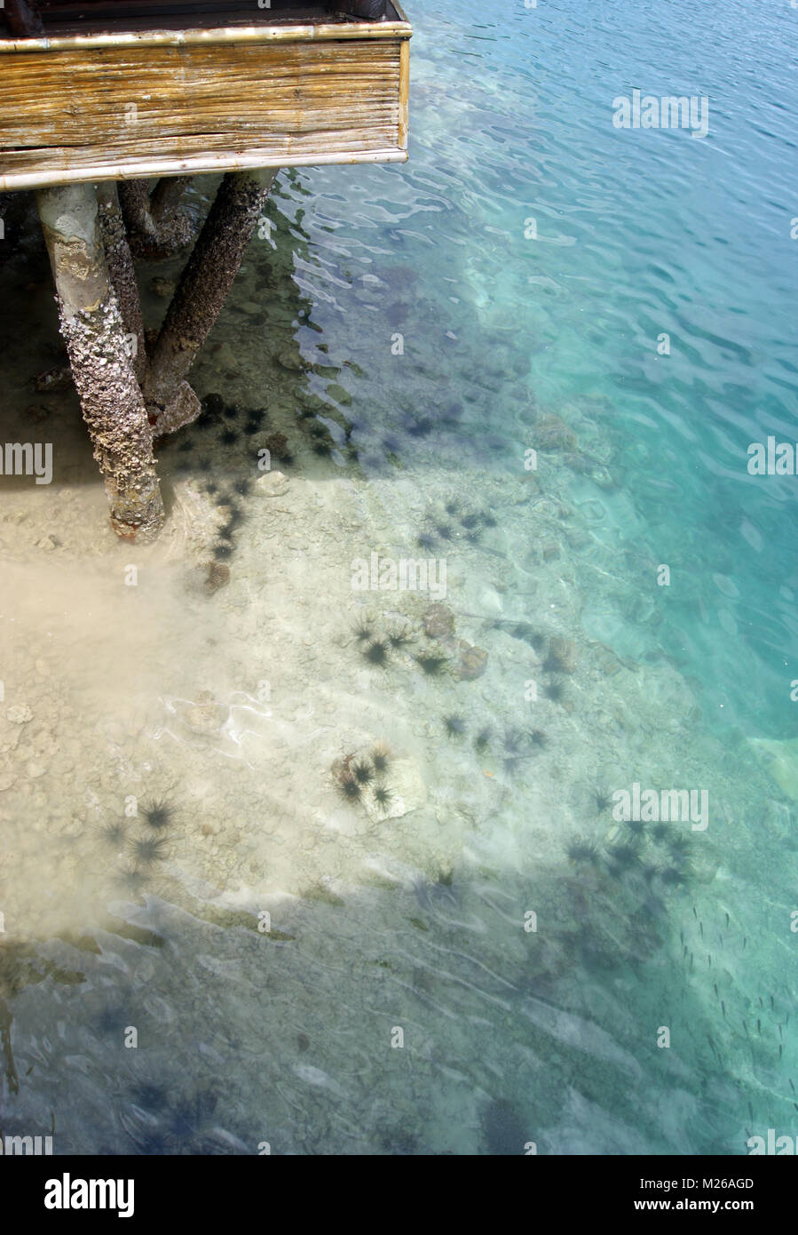 Ricci di mare in riva al mare Foto Stock