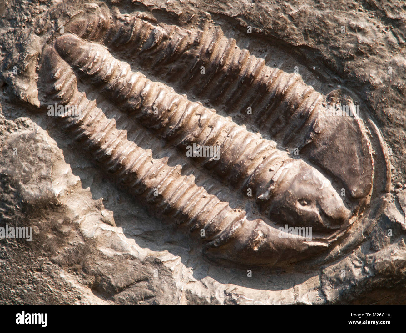 Fossile di un trilobiti dall'inizio periodo ordovician trovati nella Repubblica Ceca Foto Stock