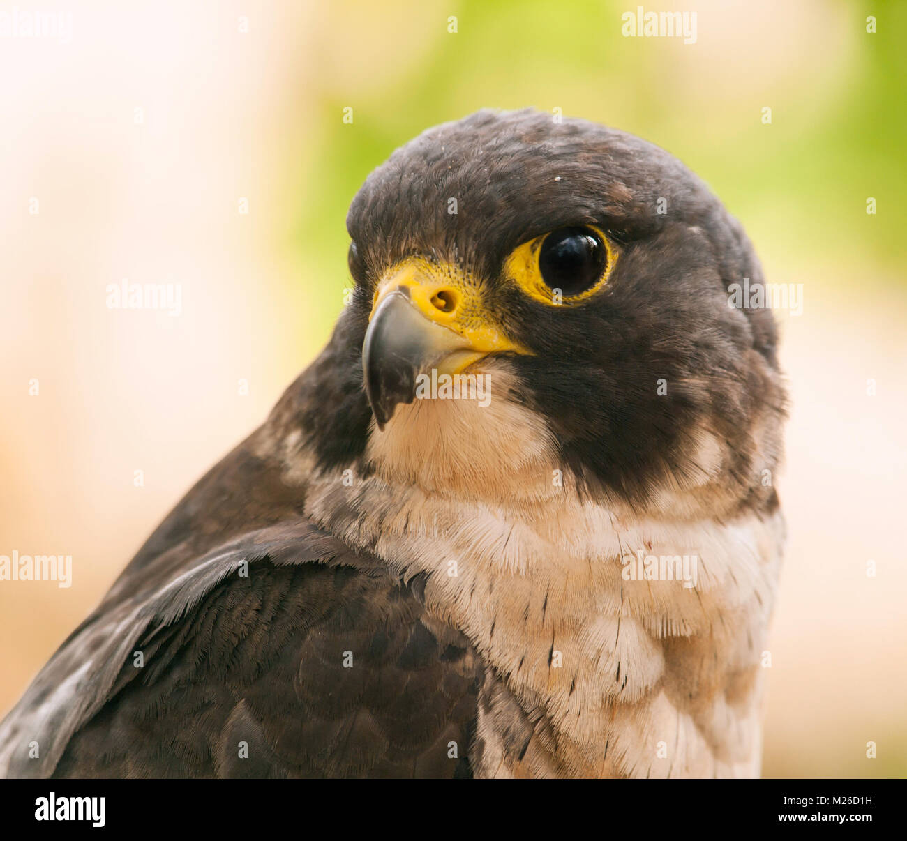 Testa del falco pellegrino - Falco peregrinus animale più veloce al mondo Foto Stock