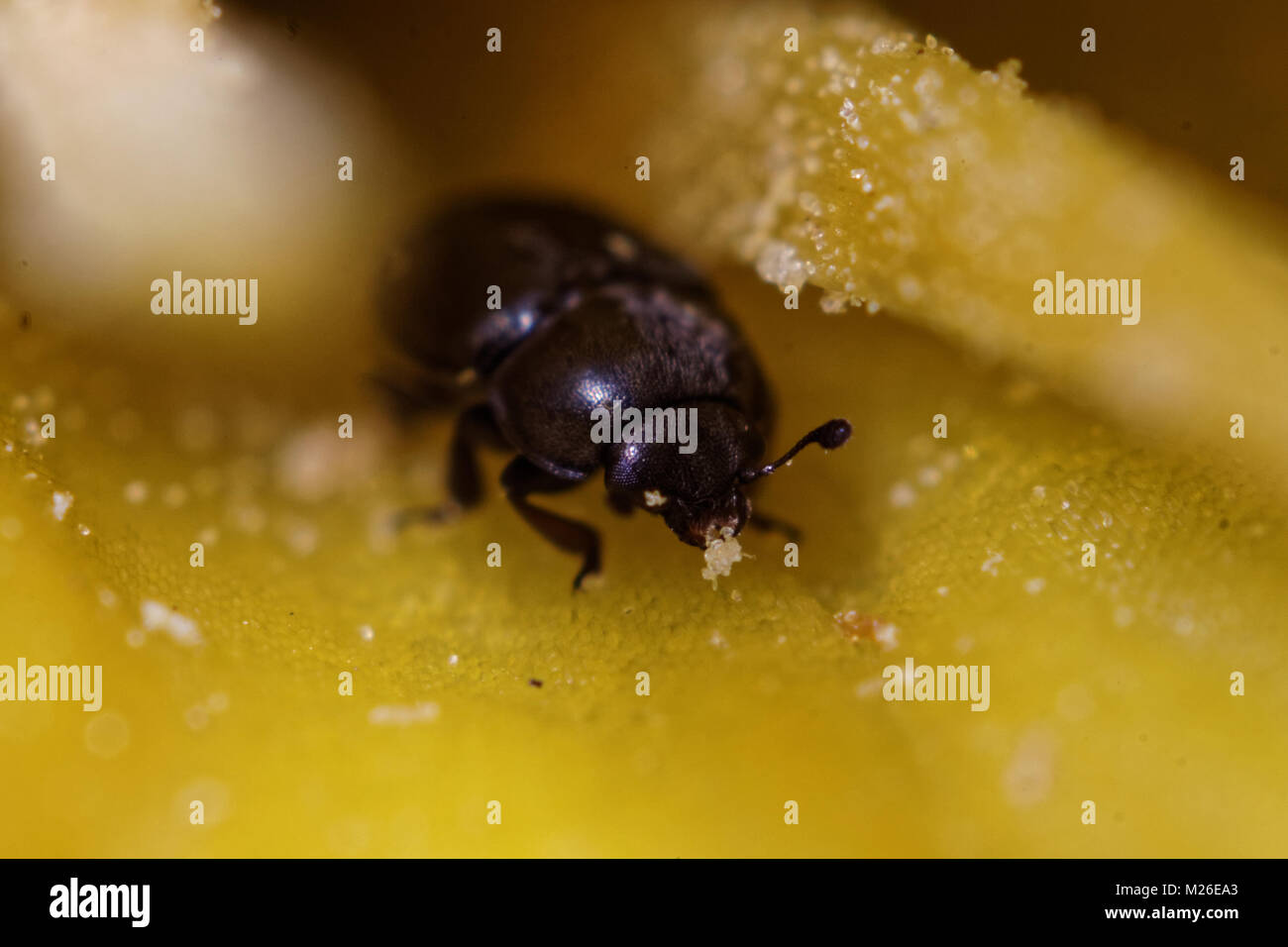 Coleottero di macro Foto Stock