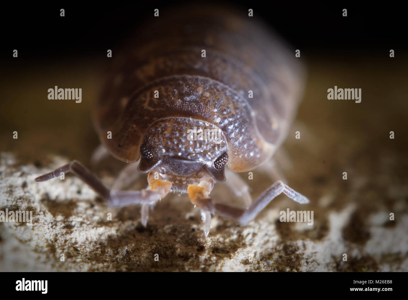 Woodlouse macro Foto Stock