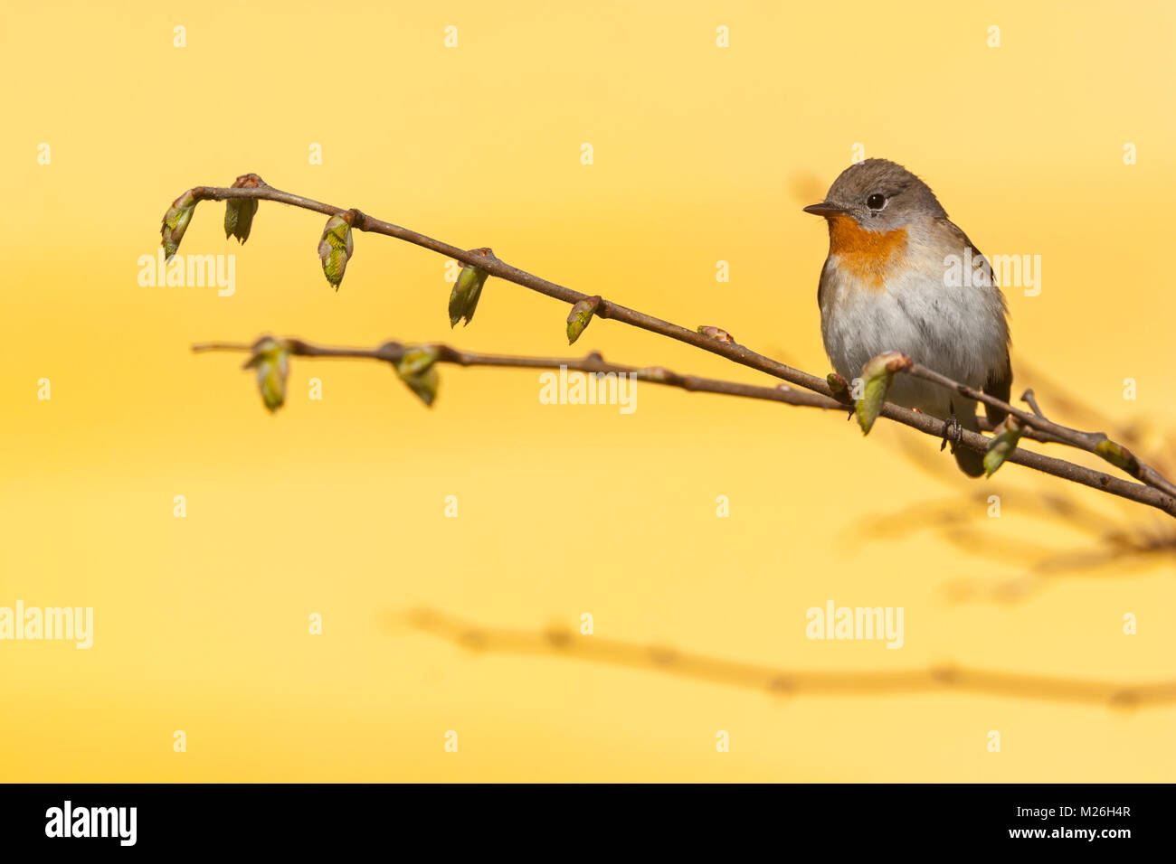 Red-breasted Flycatcher maschio (Ficedula parva) Foto Stock