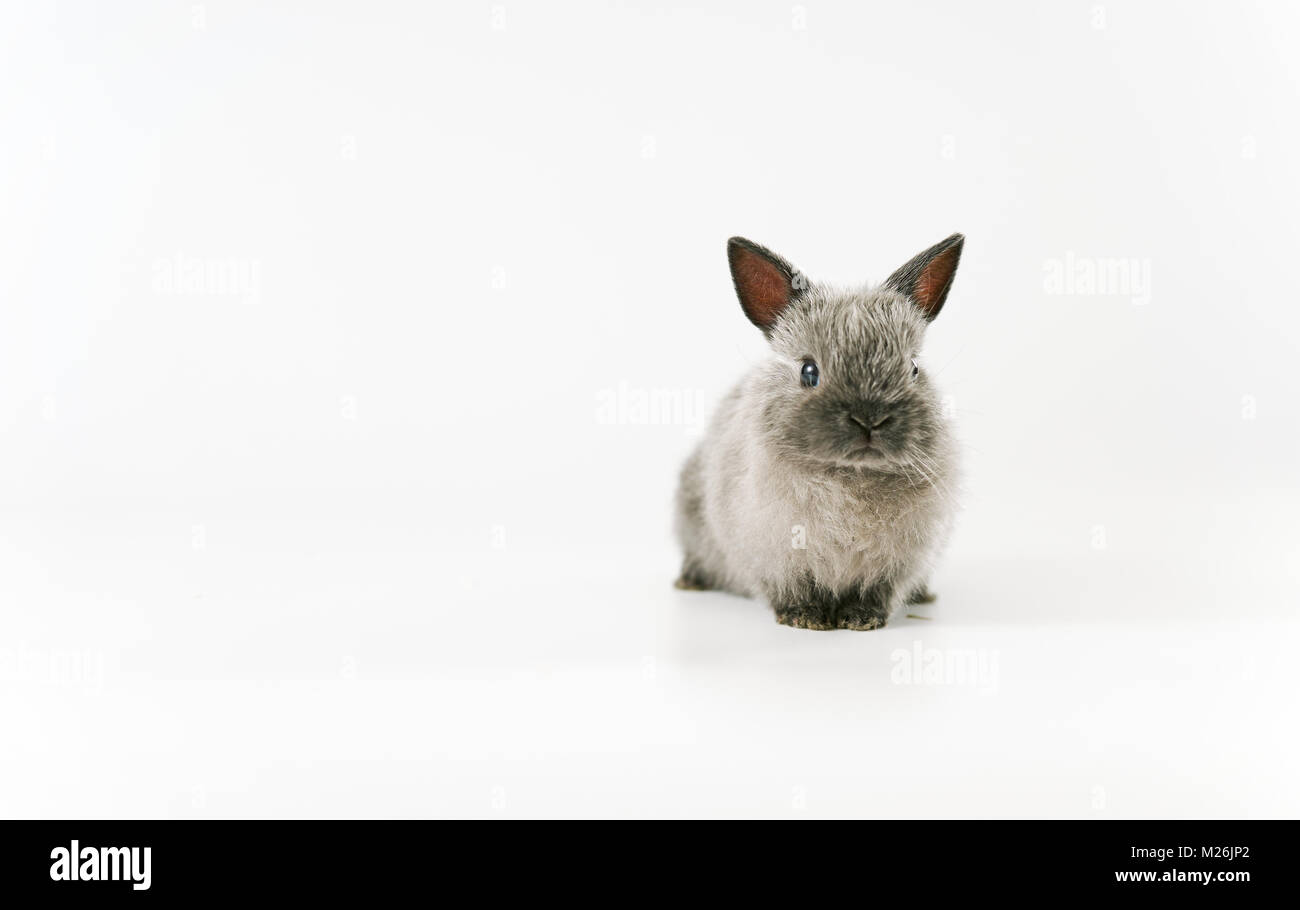 Baby isolato di coniglio Foto Stock
