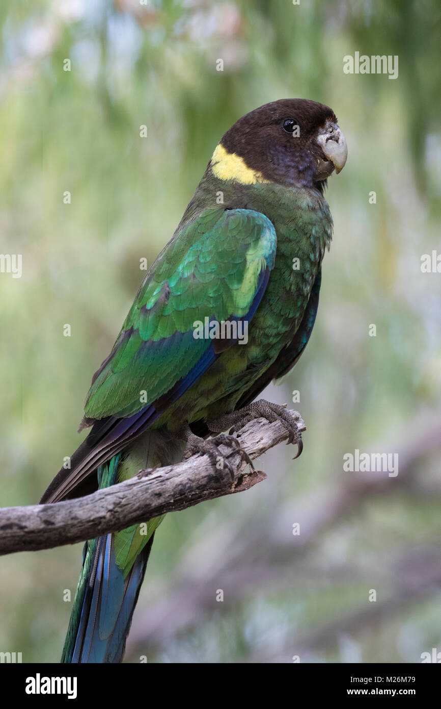 Un australiano Ringneck parrot (Barnardius zonarius) nel bosco a Meelup, vicino per Dunsborough, Australia occidentale Foto Stock