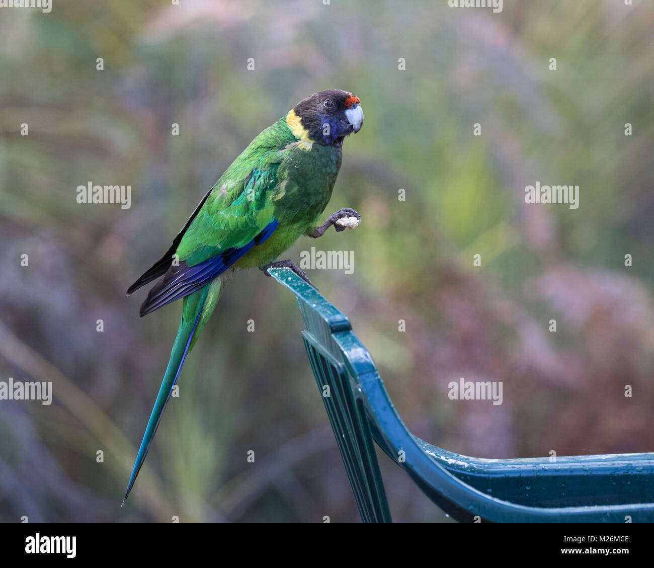 Un australiano Ringneck parrot (Barnardius zonarius) appollaiato sul retro di una sedia da giardino su Molloy Island, vicino a Augusta, Australia occidentale Foto Stock