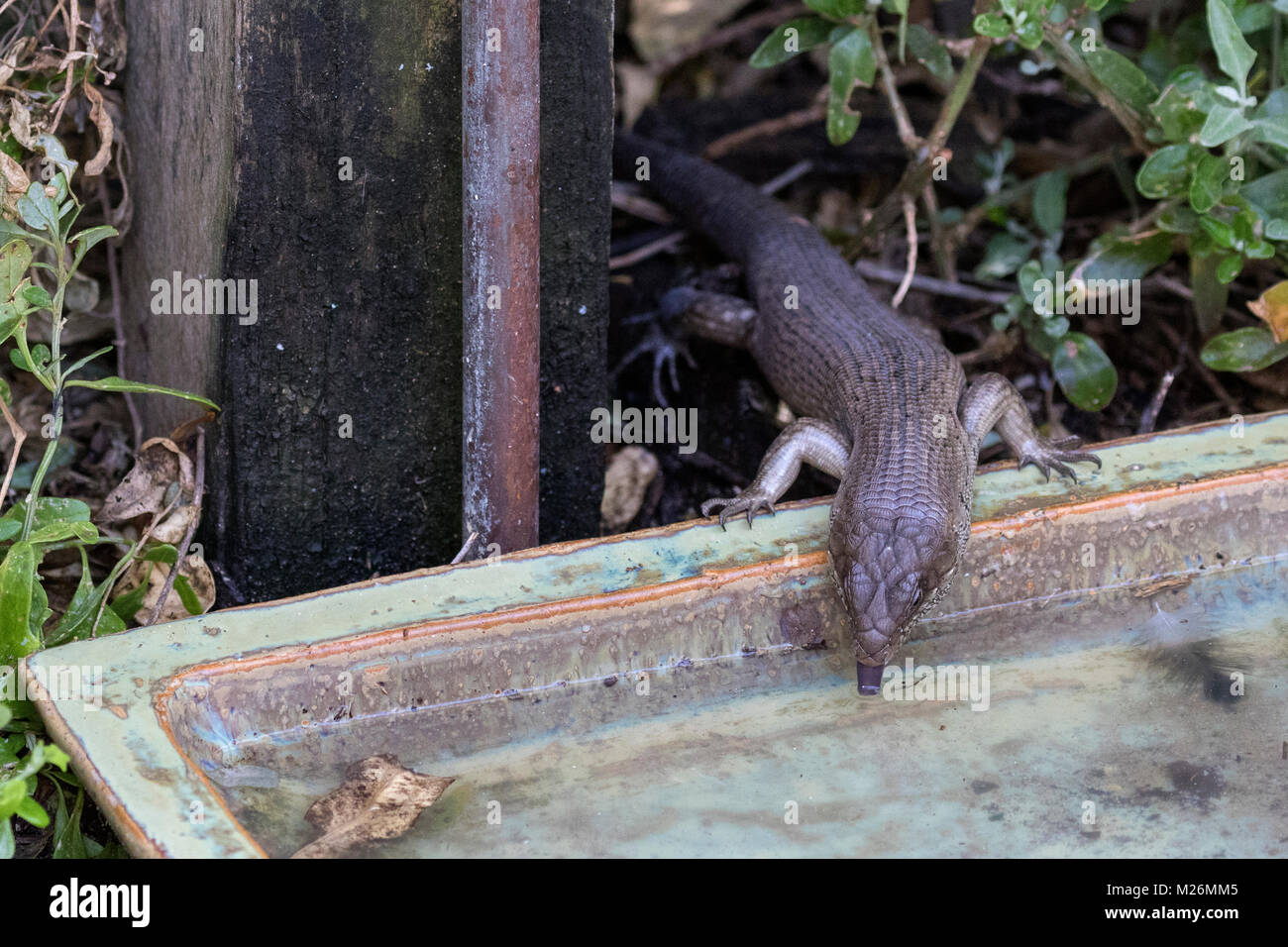 Un King's Skink (Egernia kingii) bere sulla Penguin Island, offshore da Rockingham, Australia occidentale Foto Stock