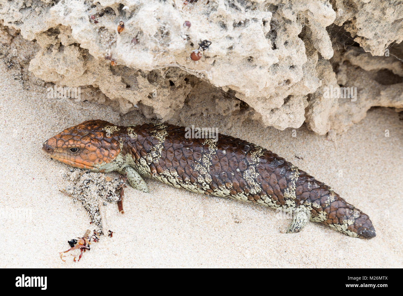 Un Shingleback o Bobtail lucertola - talvolta anche chiamato un Blu-linguetta lucertola - (Tiliqua rugosa) a Surfers Point, Regione di Margaret River, W. Australia Foto Stock