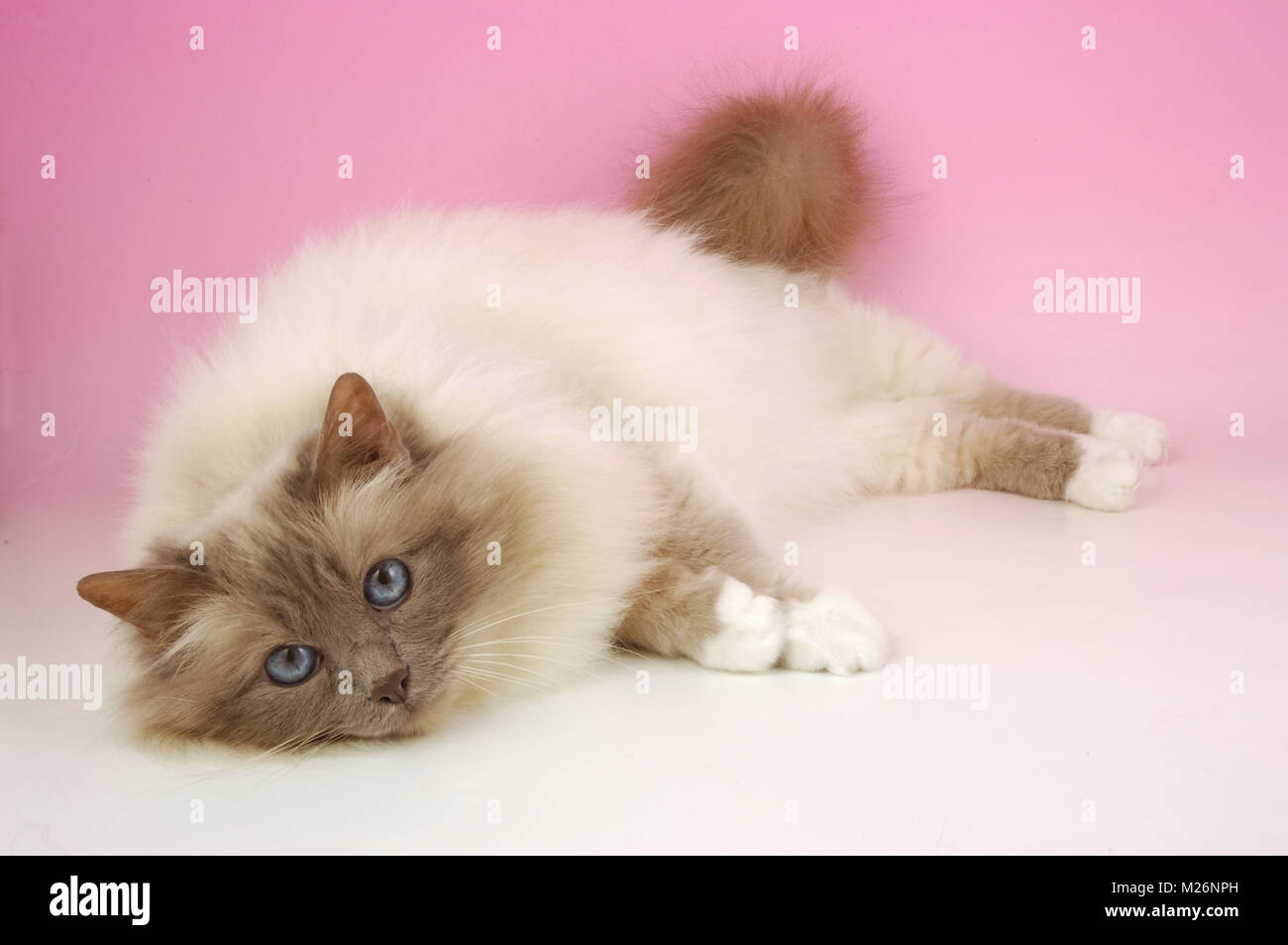 Lilac point Birman cat Foto Stock