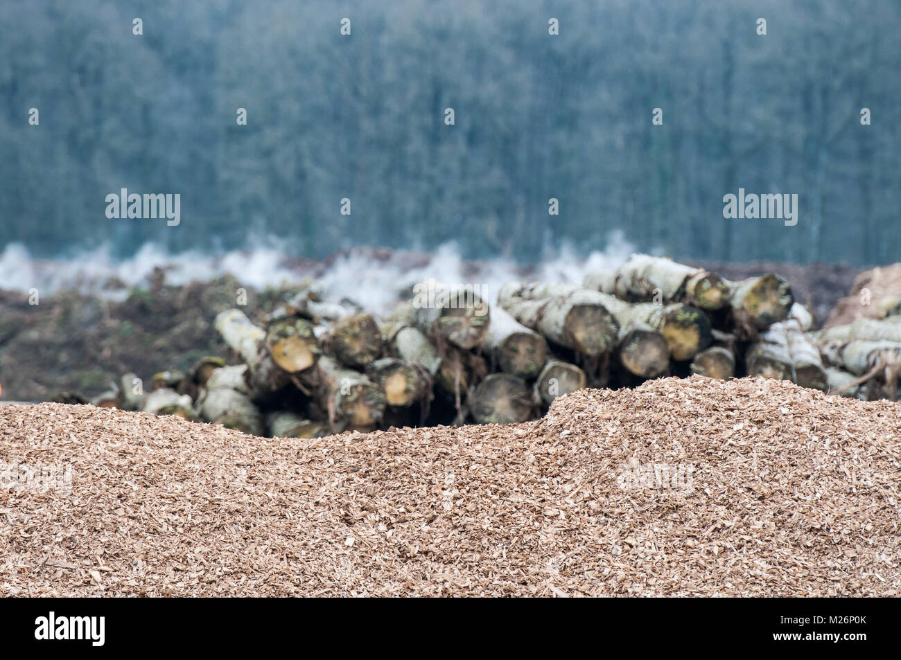 Recupero di rifiuti di legno sprechi di legno sono recuperabili per il riscaldamento di legno, pacciamatura o in compost dopo una cernita e macinazione di trucioli di legno e il tronco di albero <b Foto Stock