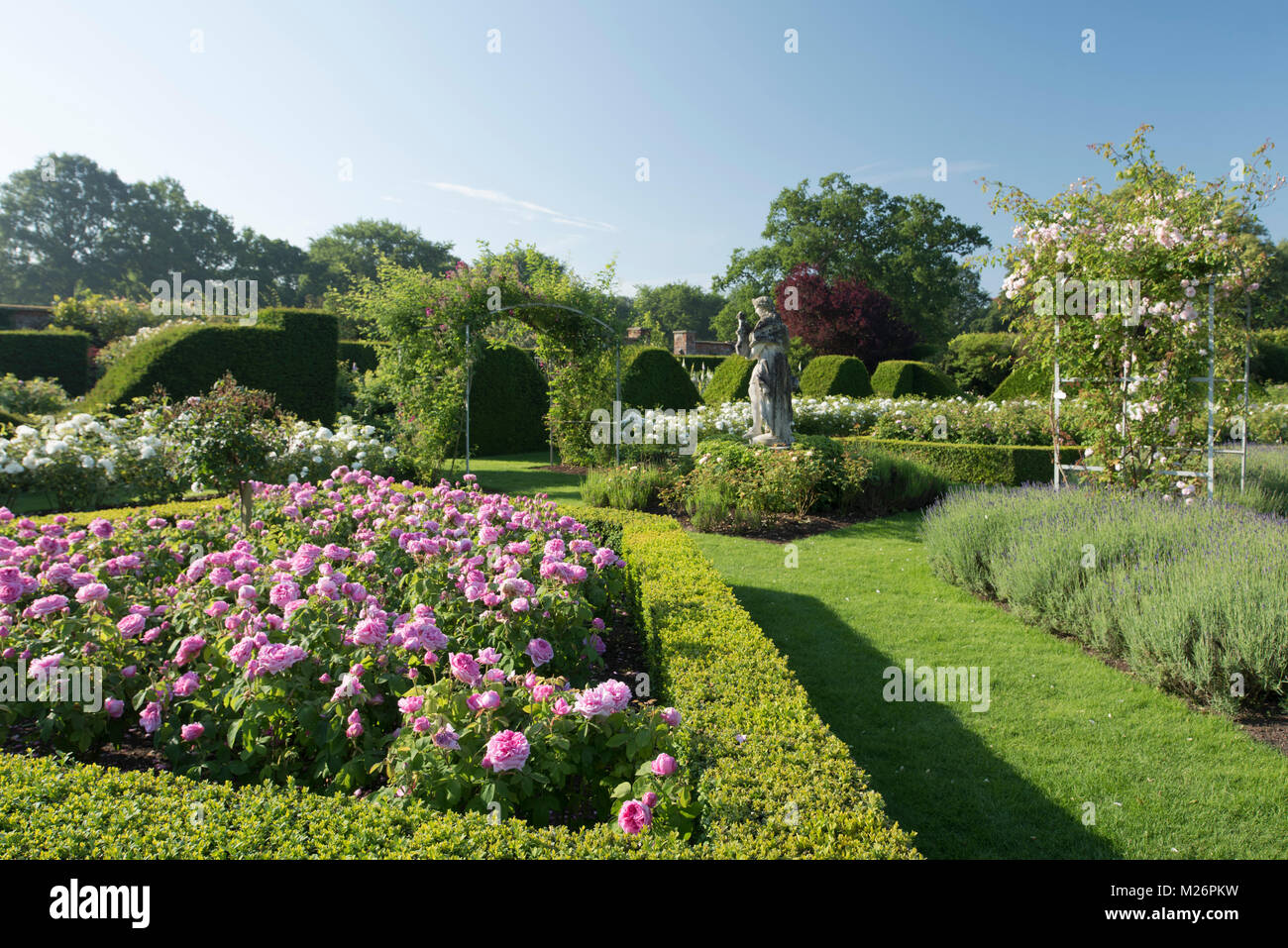 Rosa "Compte Chambord' un profondo rosa rosa circondato da rose coperta da archi e siepe di bosso nel parterre di rose a Houghton Hall, King's Lynn, Norfolk, U Foto Stock