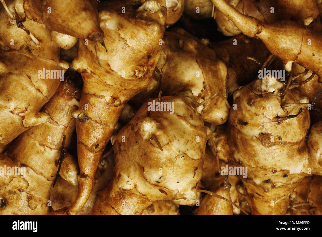 Carciofo Di Gerusalemme Marrone Fresco Su Legno Grigio Immagine Stock - Foto 6