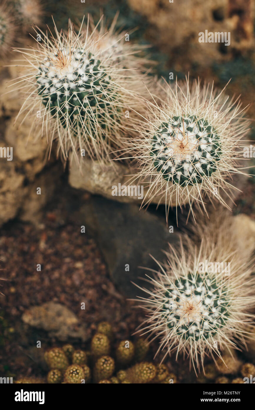 Cactus bianco con lungo sharp torns cresce sul terreno di pietra nel deserto Foto Stock